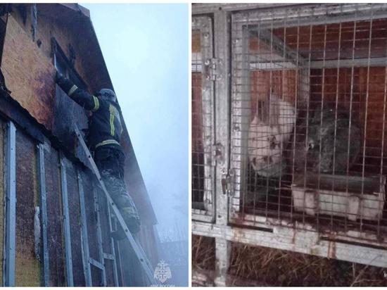 В Новосибирске пожарные вытащили из огня породистых кроликов