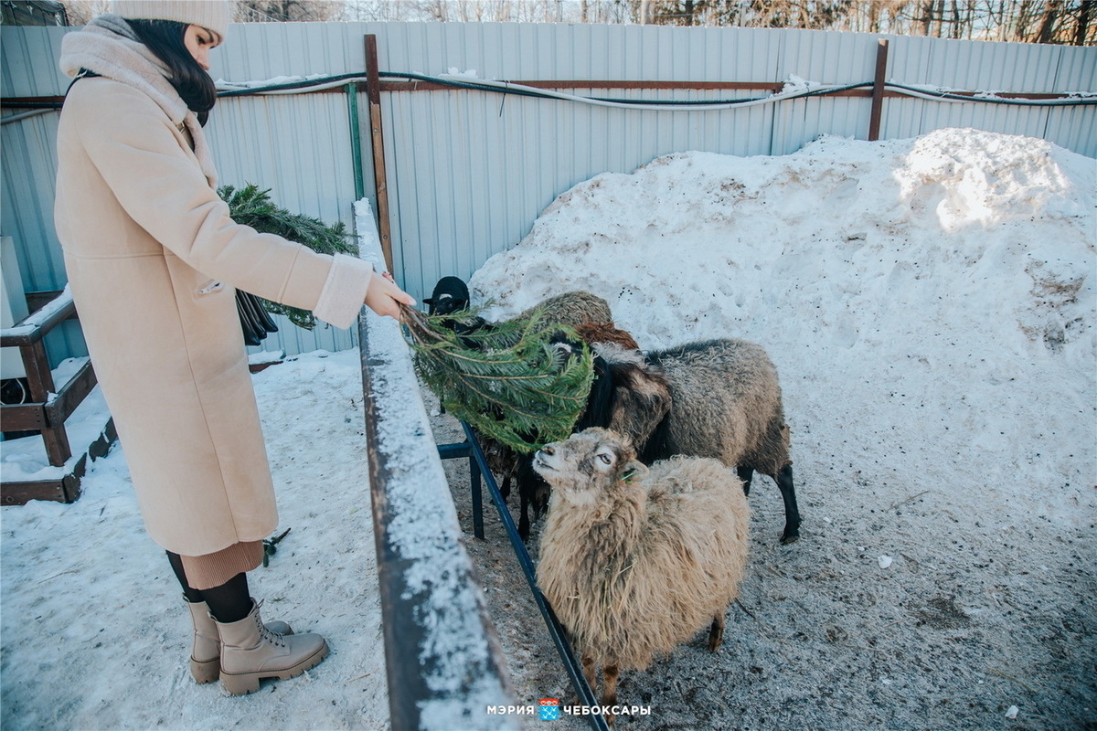 Зооуголок ковчег чебоксары. Уютный зооуголок Воскресенск.