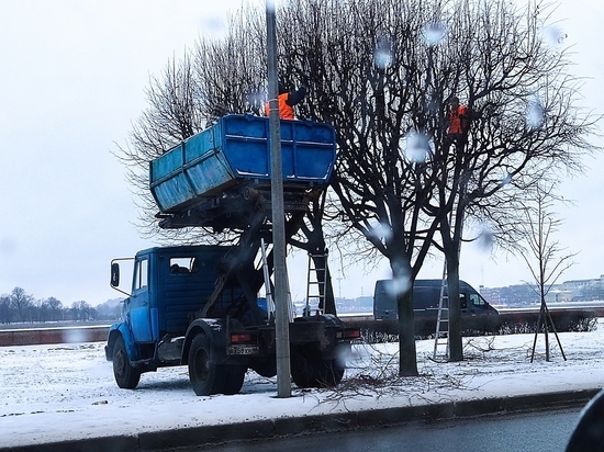 Питерское ноу-хау: коммунальщики приспособили пухтовоз под вышку для стрижки деревьев