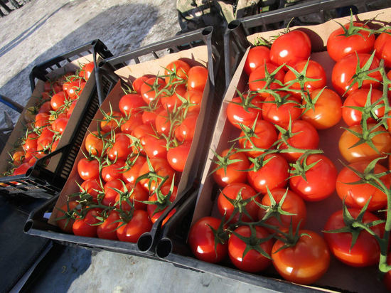 В Оренбуржье пытались привезти помидоры с молью из Туркменистана