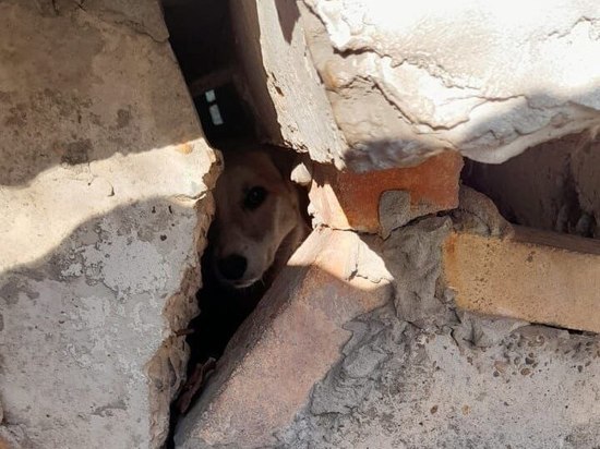 В Новороссийске помогли собаке, застрявшей под крыльцом дома