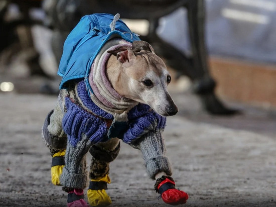 Ветеринар рассказал, каким собакам требуется теплая одежда в холодное время