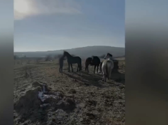 Владелица конного клуба на Ставрополье ответит за падение ребенка с лошади