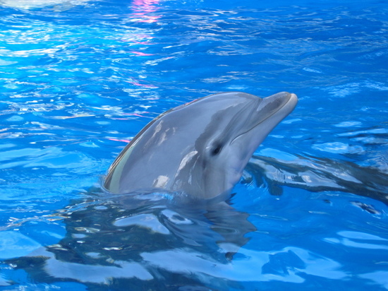 Владелец скандального дельфинария в Севастополе оштрафован на четверть миллиона