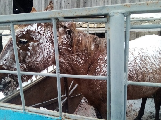Замерзшая на алтайской трассе лошадь нашла приют