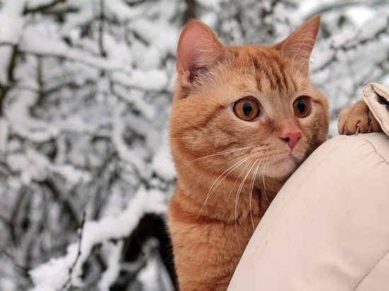 Не вздумайте обидеть кошку: что запрещают делать старинные поверья 26 января