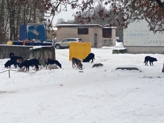 575 тысяч рублей готовы заплатить в Дновском районе за отлов и содержание бездомных собак