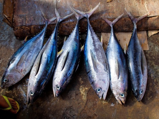В Калининградскую область не пустили 12 тонн тунца из Вьетнама