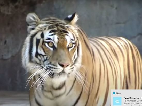 В Рязани сбежавший из домовладения тигр напал на человека