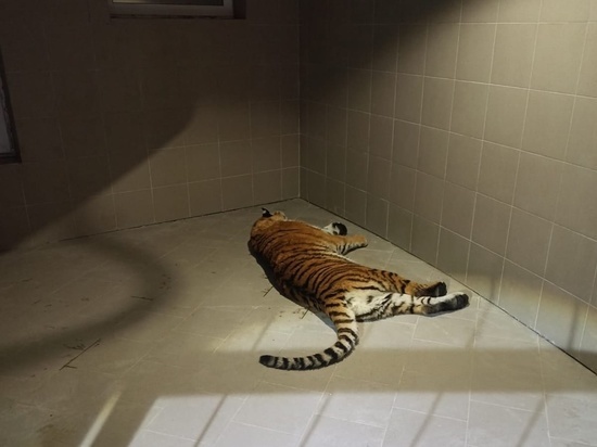 Зоозащитники рассказали о поимке сбежавшей тигрицы в Рязани