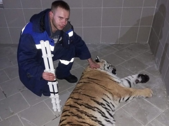 Сбежавшую в Рязани тигрицу поймали и вернули домой