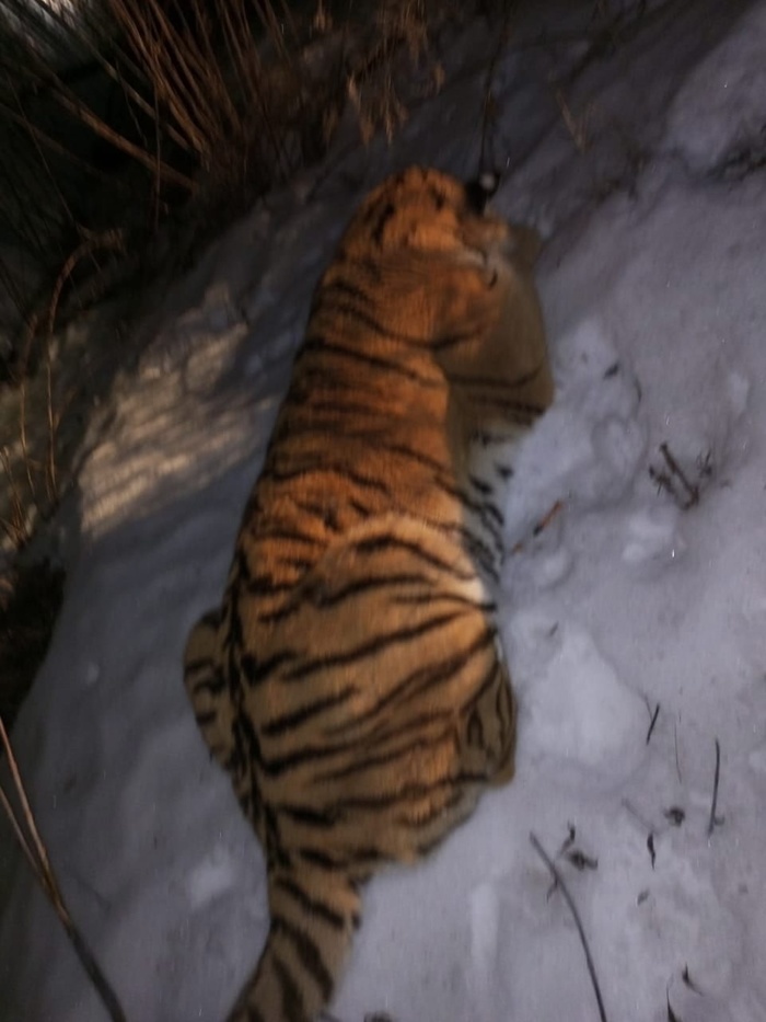 В Рязани сбежавшую тигрицу вернули домой: опасные кадры