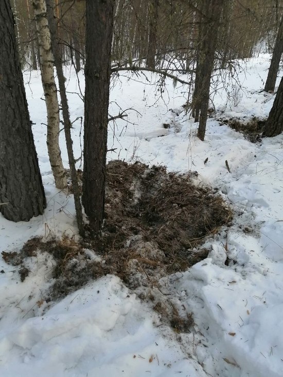В челябинском нацпарке запечатлели пир кабанов