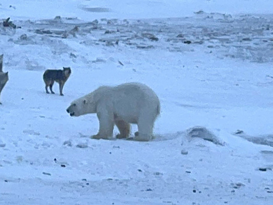 В Инчоуне белый медведь забрался на склад с моржовым мясом