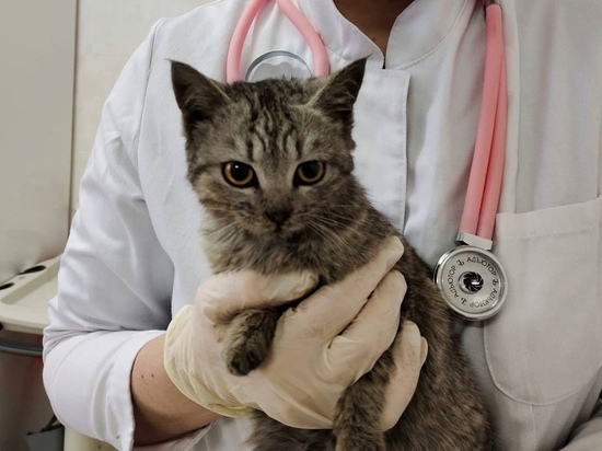 Подмосковные ветеринары спасли двух кошек