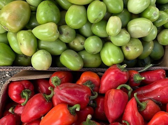  В теплицах Чегемского района КБР работу получат 2000 человек