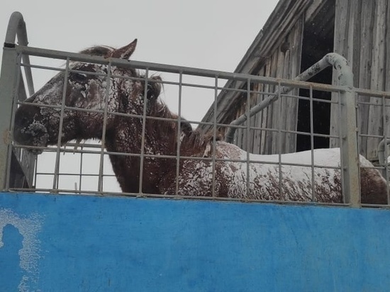 «Останется калекой»: алтайский фермер, спасший замерзшую в поле лошадь, рассказал о ее состоянии