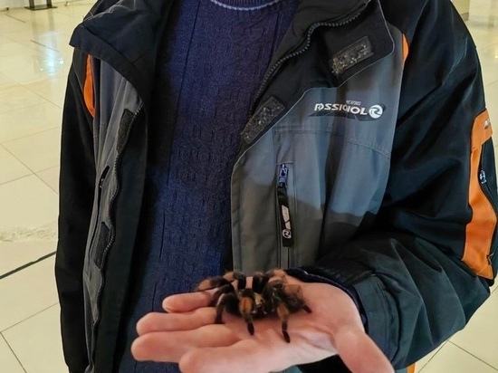 В Оренбурге пауков и рептилилий показывали без лицензии
