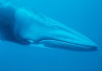 На днях японская китобойная компания Kyodo Senpaku представила торговые автоматы, предлагающие целый ряд блюд из мяса китов