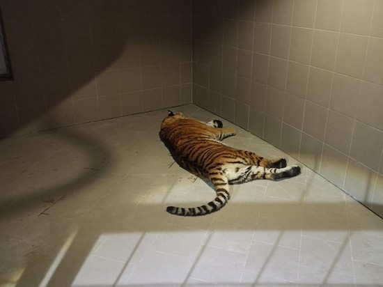 Росприроднадзор повторно рассмотрит жалобу на живущую в Рязани тигрицу