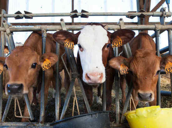 Не обижать коров и не повышать голос: приметы и запреты на 27 января