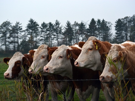 В Карелии все скотомогильники являются зонами риска и подлежат ликвидации