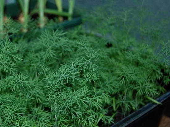 Выращиваем укроп на подоконнике за 2 недели: свежая зелень всегда под рукой