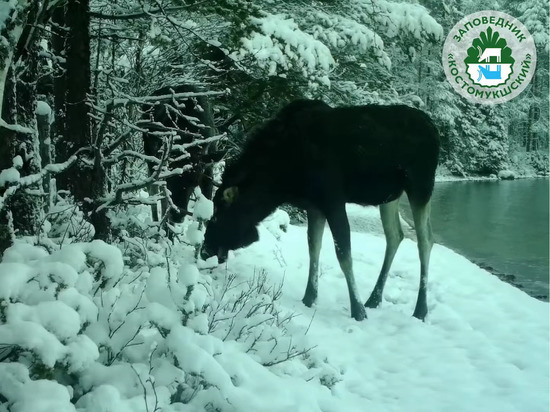  В заповеднике Карелии молодые лоси пытались найти еду в снегу
