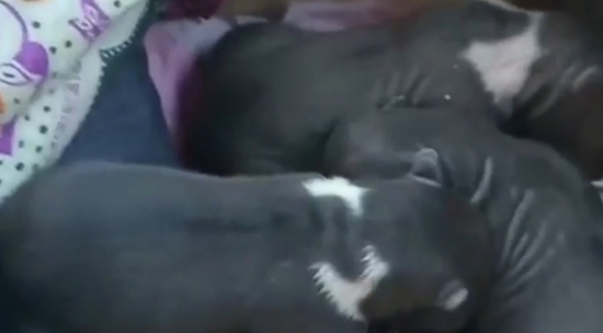 Полицейские накормили медвежат в Республике Коми: видео спасения