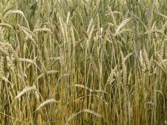 Экспорт переработанного зерна из Омской области увеличился почти в 5 раз