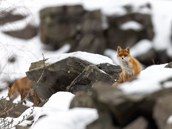 Фотограф из Карелии заснял, как лисицы заигрывают друг с другом