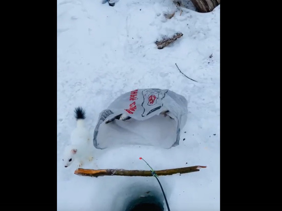 Костромская милота: в Галичском районе рыбак поделился уловом с горностаем