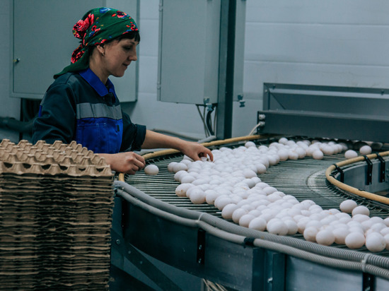 В Чувашии выросло производство яиц, молока и мяса