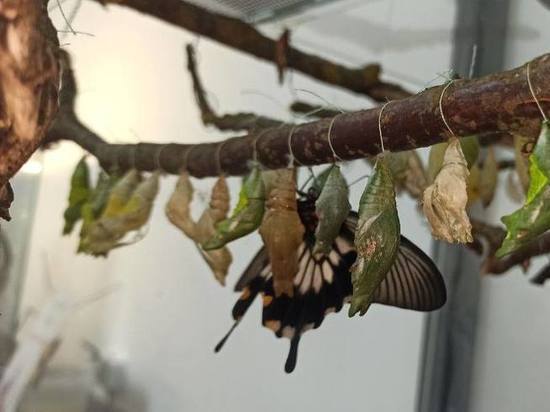 Редких бабочек собрали на зооферме под Дмитровом