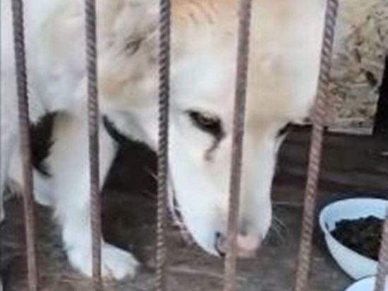 В Ставрополе хозяева вернули собаку в приют после девяти лет службы