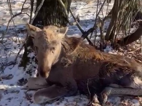 В Липецкой области спасли лосёнка