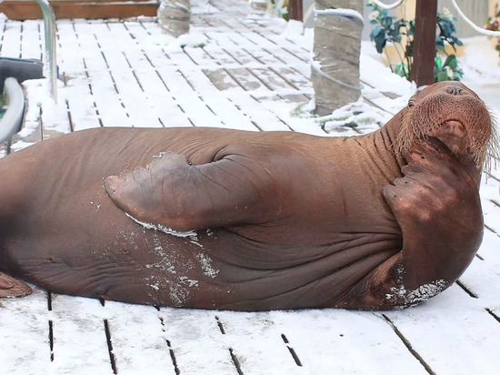 В Московском зоопарке скончался ярославский морж