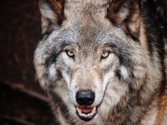 Жители села в Забайкалье пожаловались на нашествие стаи волков