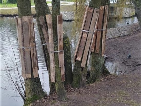В городском парке Зеленоградска пройдут работы по укреплению берега озера