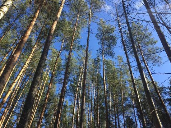Рослесхоз: В 2023 году леса в Рязанской области обработают от вредителей