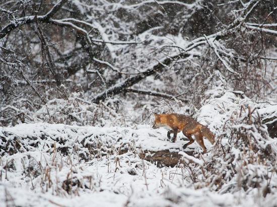 Зимний учёт диких животных проведут в Удмуртии