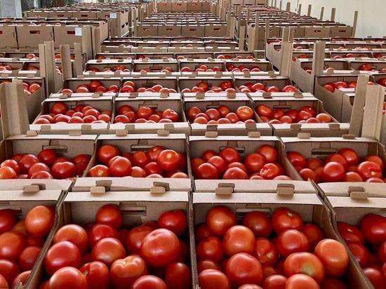Под Астраханью в тепличном комплексе собрали почти 300 тонн томатов