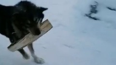 Пёс из Якутии помогает хозяйке топить печь