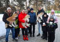 Как рассказали в правительстве Приморского края Олег Кожемяко отдал щенков акита-ину семьям, которые выбрал через социальные сети