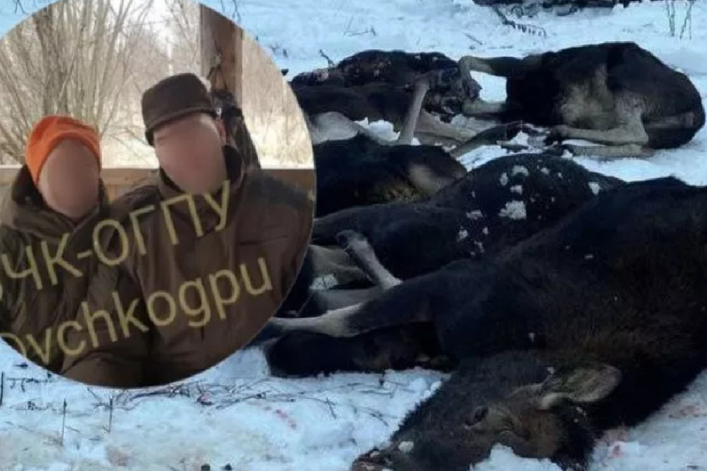 В Сети появились фото охотбилетов всех участников лосиной бойни под Ярославлем