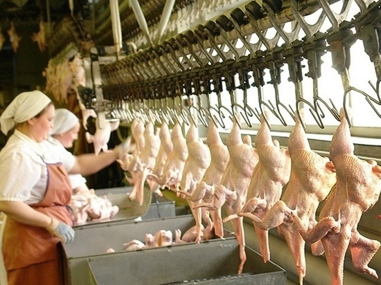 Ингушетия показала рост в животноводстве на 28%