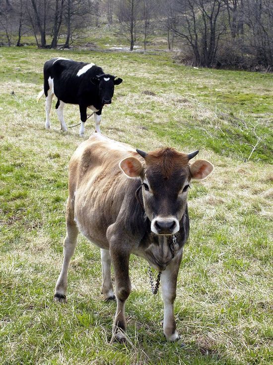 В мире резко упал спрос на говядину