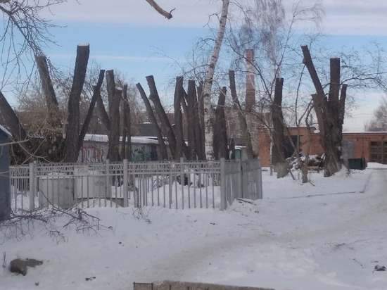 Омский активист выразил негодование из-за варварского кронирования деревьев у цирка