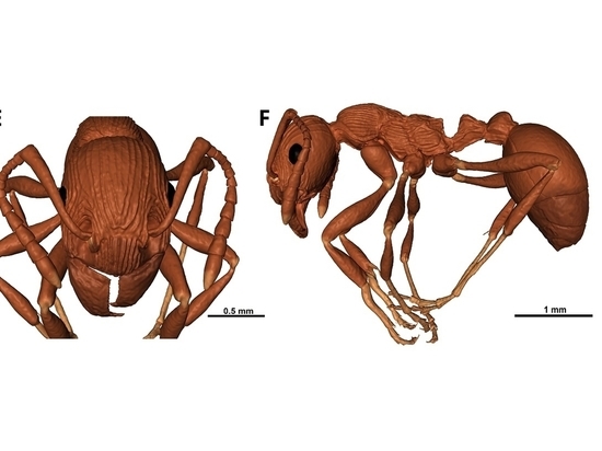 Биологи СПбГУ нашли первый ископаемый вид горных муравьев в калининградском янтаре