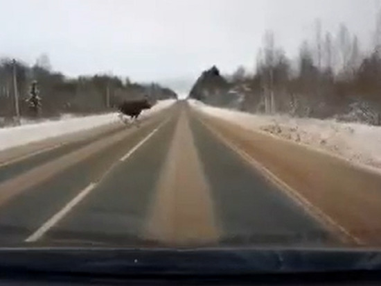 В Тверской области лось выскочил на дорогу: водителей призывают быть аккуратнее